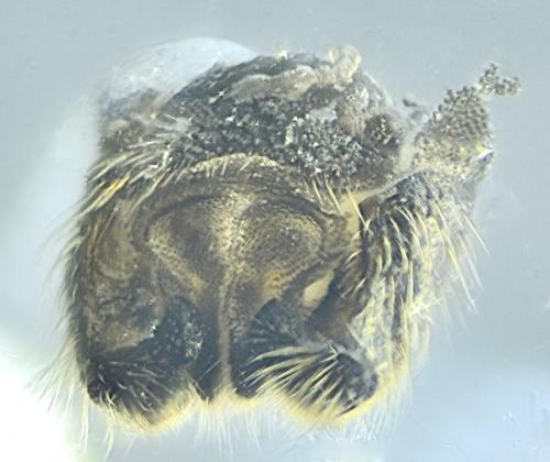 Réf. 357 708 : Dilophus sp.